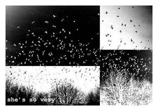 zine cover: four patchwork photos of birds, two negative, two positive exposures